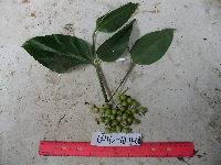 Donax canniformis image