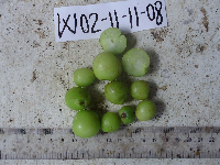 Garcinia assugu image