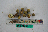 Tristiropsis acutangula image