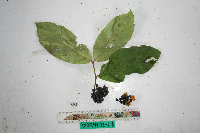 Kibara coriacea image
