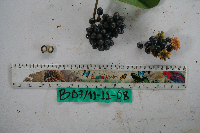 Kibara coriacea image