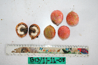 Chlaenandra ovata image