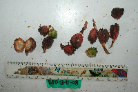 Meistera aculeata image