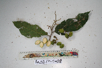 Microcos grandiflora image