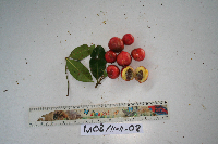 Garcinia assugu image
