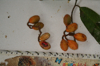 Gymnacranthera farquhariana var. zippeliana image