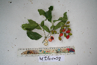 Image Associated With the Occurrence