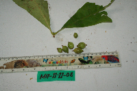 Ixora novoguineensis image