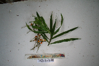 Dracaena angustifolia image