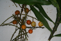 Dracaena angustifolia image