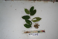 Smilax australis image