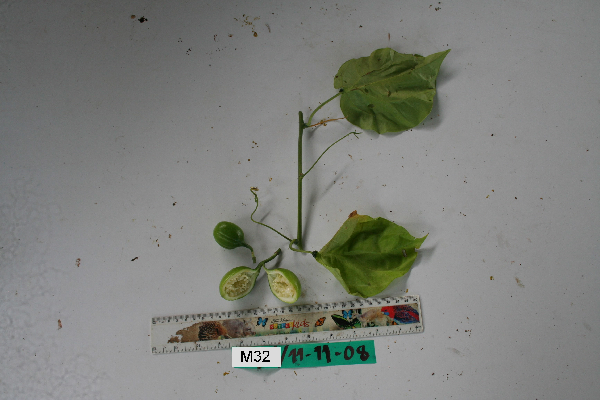 Adenia heterophylla image