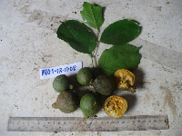 Gonocaryum litorale image