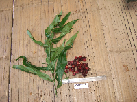 Thumbnail image of current specimen