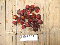 Thumbnail image of current specimen