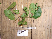 Kibara coriacea image