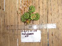 Kibara coriacea image