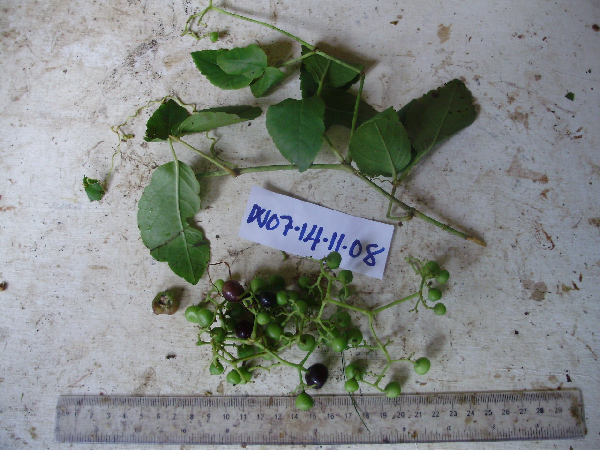 Cayratia maritima image