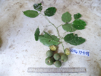 Gonocaryum litorale image