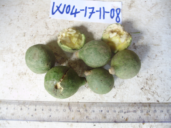 Gonocaryum litorale image