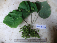 Macaranga ducis image