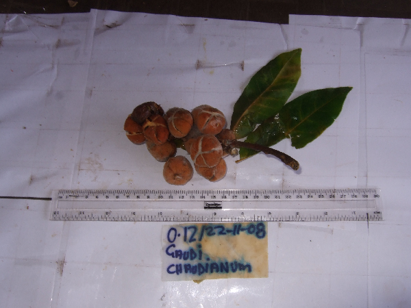 Didymocheton gaudichaudianus image