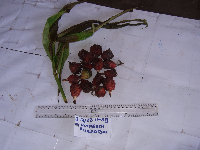 thumbnail image of current specimen