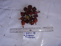 thumbnail image of current specimen
