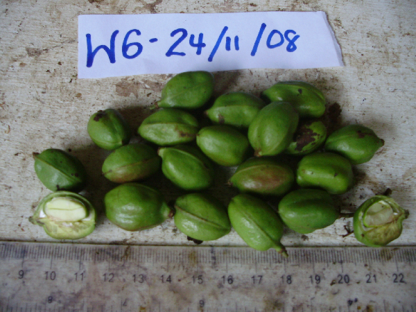 Lepidopetalum micans image