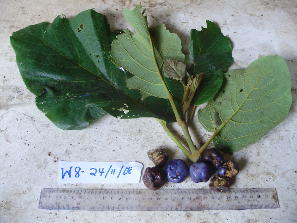 Gmelina image