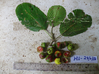 Dillenia castaneifolia image