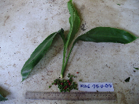 Cordyline fruticosa image