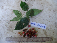 Prunus schlechteri image