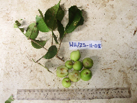 Garcinia assugu image