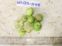 Garcinia assugu image