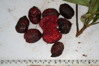 Terminalia complanata image