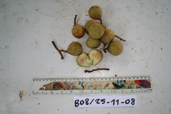 Microcos triflora image