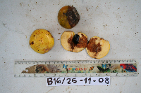 Donella lanceolata image