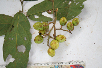 Microcos grandiflora image