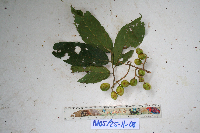 Millettia pinnata image