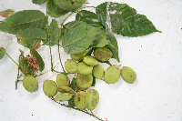 Millettia pinnata image