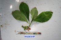 Ixora novoguineensis image
