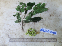 Prunus schlechteri image