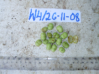 Prunus schlechteri image