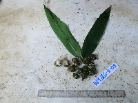 Thumbnail image of current specimen