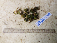 Thumbnail image of current specimen