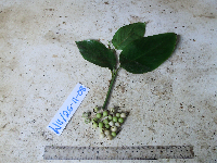 Donax canniformis image