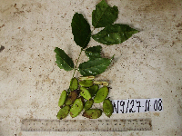 Millettia pinnata image