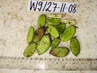 Millettia pinnata image