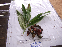 thumbnail image of current specimen